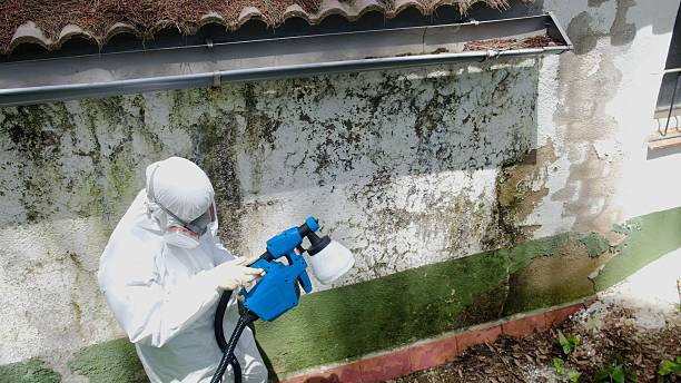 Trusted Basement Mold Remediation service in Hopewell, TN - Cheap Mold Removal